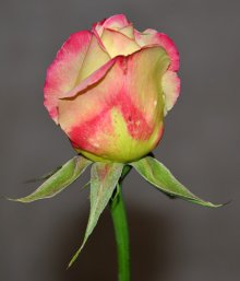 Октябрьская роза